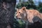 Close up side view of a female lion casting glance on its prey in the woods