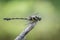 A close-up side view Golden-ringed Dragonfly, Ictinogomphus decoratus