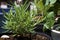 Close up side view of green rosemary herb plant