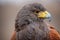 Close up side view of the head of a hybrid falcon showing eye and beak in profile - looking to the right