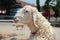 Close up side view head sheep,one portrait of white sheep isolated on background