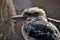 Close-up side view of a kookaburra