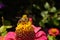 Close-up side view of a large furry, multicolored bronze caucasian flower flies are sitting on a red dahlias