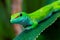 Close-up side view Madagascar giant day gecko phelsuma grandis