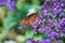 A close up of a side view of a monarch butterfly sitting on a purple flower.