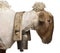 Close-up side view of Mourerou sheep wearing bell in front of white background