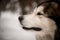 Close-up side view of muzzle of big shaggy dog on blurred background.