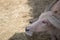 Close up side view of an old Taro buffalo slepping under the shadow.