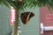 Close up, side view of an Owl Butterfly, wings closed, sitting on an evergreen tree trunk