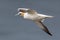 Close-up side view portrait gannet morus bassanus in flight
