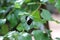 Close up, side view of a Red Postman Butterfly, Heliconius Erato Emma, with wings closed sitting on a leaf of a vine