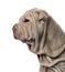 Close-up and side view of a Shar Pei puppy, 10 weeks old