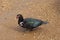 Close up, side view, of a single adult Muscovy Duck, Cairina moschata, on a muddy, pebbled road in Haiku, Maui