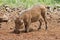 Close-up side view of a warthog searching for food