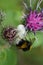 Close-up side view of a white floral caucasian spider Misumena a