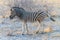 A close up, side view of a Zebra in the early morning light in the Etosha National Park in Namibia