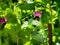 Close-up sideview of blooming pea flower next to rusty metal rod, pisum sativum