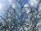 Close-up of Sidr tree. spiny tree branches, green trees and plants