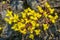 Close up of Sierra Mock Stonecrop (Sedella pumila) blooming on the basalt rock of North Table Mountain Ecological Reserve,