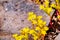 Close up of Sierra Mock Stonecrop Sedella pumila blooming on the basalt rock of North Table Mountain Ecological Reserve,