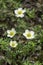 Close up of Sieversia Pentapetala, the alpine flowers in bloom during summer at Mount Asahidake