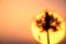 Close up silhouette flowers grass with sunset