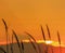 Close up silhouette setaceum pennisetum fountain grass on sunset background