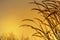 Close up silhouette tropical grass flower on sunset