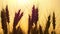 Close-up of a silhouette of wheat in a field on a sunset background. Cultivation and harvesting.