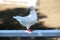 Close-up silhouette of a white dove