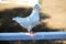 Close-up silhouette of a white dove