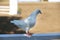 Close-up silhouette of a white dove