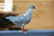 Close-up silhouette of a white dove