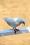 Close-up silhouette of a white dove