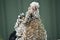 This is a close up of a  silkie bantam