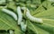 Close up Silkworm eating mulberry green castor leaves