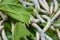 Close-up of silkworms eating green leafs.