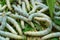 Close-up of silkworms eating green leafs.