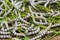 Close up Silkworms eating mulberry green leaf