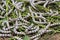 Close up Silkworms eating mulberry green leaf