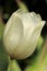 Close-up of a Silky White Tulip