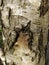 Close up of Silver Birch Bark