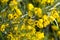 Close-up of Silver cassia plant