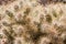 Close up of Silver cholla Cylindropuntia echinocarpa, Joshua Tree National Park, California