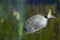 Close-up of silver-colored aquarium fish with background