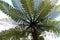 Close up of silver fern tree from below