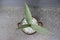 Close-up of a silver sansivera plant in a pot on a blurred background