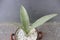 Close-up of a silver sansivera plant in a pot on a blurred background