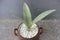 Close-up of a silver sansivera plant in a pot on a blurred background