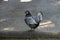 Close-up of a Silver Spangled Hamburg hen